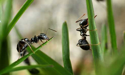 Rice Weevil Identification & Info  Arrow Exterminating Company, Inc. -  Pest Control and Exterminator Services