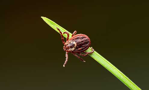 Guardian Wasp Control